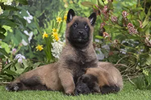 Tervuren: Belgian Shepherd puppies outdoors in the garden