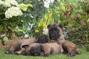 Belgian: Belgian Shepherd puppies outdoors in the garden