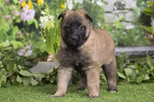 Tervuren: Belgian Shepherd puppy outdoors in the garden