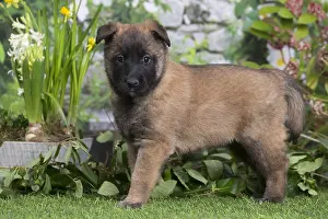 Tervuren: Belgian Shepherd puppy outdoors in the garden
