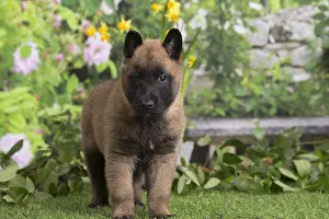 Tervuren: Belgian Shepherd puppy outdoors in the garden