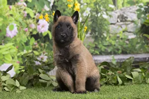 Tervuren: Belgian Shepherd puppy outdoors in the garden