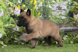 Tervuren: Belgian Shepherd puppy outdoors in the garden