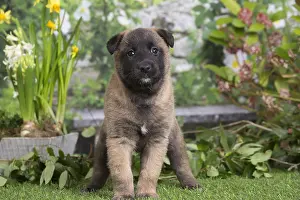 Tervuren: Belgian Shepherd puppy outdoors in the garden