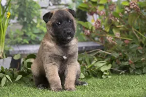Tervuren: Belgian Shepherd puppy outdoors in the garden