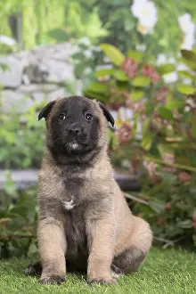Tervuren: Belgian Shepherd puppy outdoors in the garden
