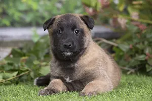 Tervuren: Belgian Shepherd puppy outdoors in the garden
