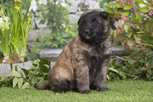 Tervuren: Belgian Shepherd puppy outdoors in the garden