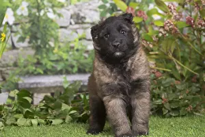 Tervuren: Belgian Shepherd puppy outdoors in the garden