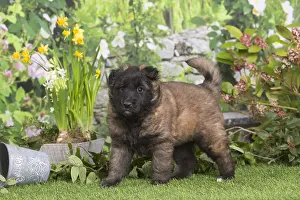 Tervuren: Belgian Shepherd puppy outdoors in the garden