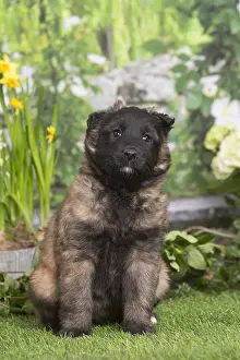 Tervuren: Belgian Shepherd puppy outdoors in the garden