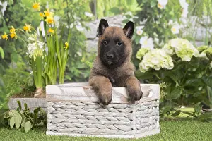 Tervuren: Belgian Shepherd puppy outdoors in the garden