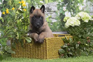 Tervuren: Belgian Shepherd puppy outdoors in the garden