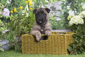 Tervuren: Belgian Shepherd puppy outdoors in the garden