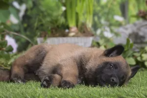 Tervuren: Belgian Shepherd puppy outdoors in the garden