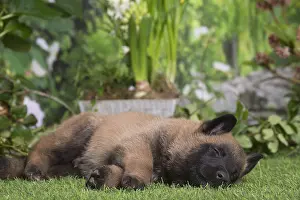 Tervuren: Belgian Shepherd puppy outdoors in the garden