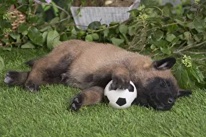 Tervuren: Belgian Shepherd puppy outdoors in the garden