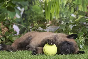 Tervuren: Belgian Shepherd puppy outdoors in the garden