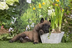 Tervuren: Belgian Shepherd puppy outdoors in the garden
