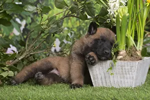 Tervuren: Belgian Shepherd puppy outdoors in the garden