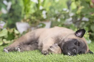 Tervuren: Belgian Shepherd puppy outdoors in the garden