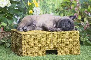 Tervuren: Belgian Shepherd puppy outdoors in the garden