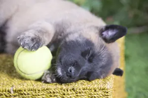 Tervuren: Belgian Shepherd puppy outdoors in the garden