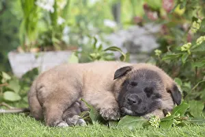 Tervuren: Belgian Shepherd puppy outdoors in the garden