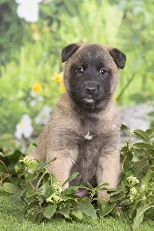 Tervuren: Belgian Shepherd puppy outdoors in the garden