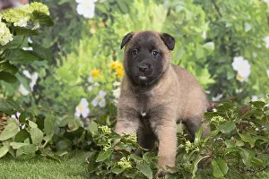 Tervuren: Belgian Shepherd puppy outdoors in the garden