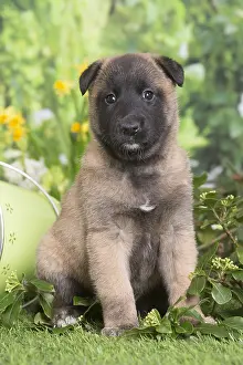 Tervuren: Belgian Shepherd puppy outdoors in the garden