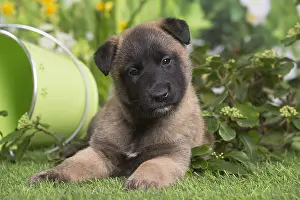 Tervuren: Belgian Shepherd puppy outdoors in the garden