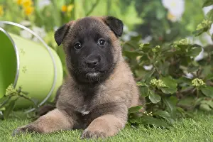 Tervuren: Belgian Shepherd puppy outdoors in the garden