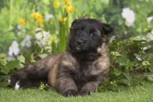 Tervuren: Belgian Shepherd puppy outdoors in the garden