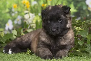 Tervuren: Belgian Shepherd puppy outdoors in the garden