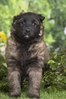 Tervuren: Belgian Shepherd puppy outdoors in the garden
