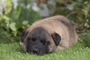 Tervuren: Belgian Shepherd puppy outdoors in the garden