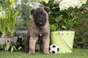 Balls: Belgian Shepherd puppy outdoors in the garden