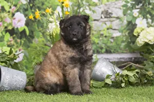 Belgian: Belgian Shepherd puppy outdoors in the garden