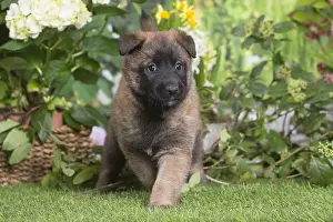 Belgian: Belgian Shepherd puppy outdoors in the garden