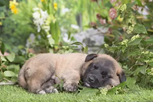 Asleep: Belgian Shepherd puppy outdoors in the garden