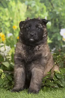 Belgian: Belgian Shepherd puppy outdoors in the garden
