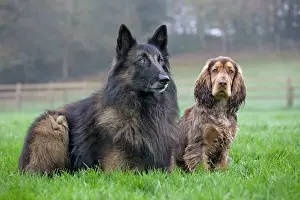Tervuerens: Belgian Shepherd Tervueren with English Cocker Spaniel