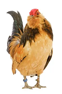 Anvers: Belgium Bantam - Barbu d'Anvers - in studio