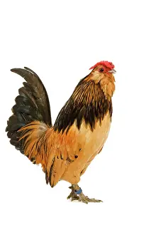 Anvers: Belgium Bantam - Barbu d'Anvers - in studio