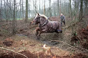 Brabants: Belgium Heavy Draught Horse / Brabant - working in Woodland