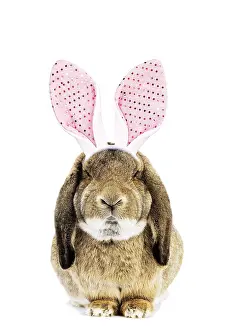 070219: Belier Francais Rabbit wearing bunny ears