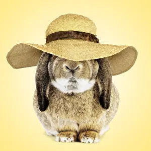 280219: Belier Francais Rabbit wearing Easter bonnet / sun hat