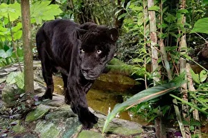 Onca: Belize, Belize City, Belize City Zoo. Black