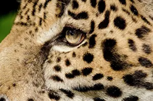 Onca: Belize, Belize City, Belize City Zoo. Captive